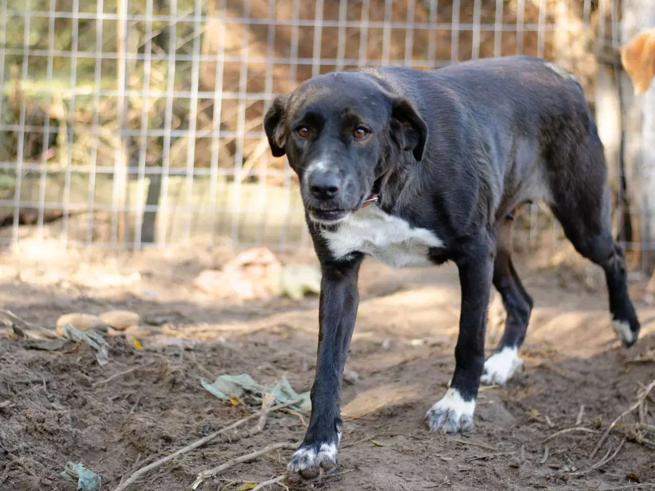 Billede 8 - Skønne Callie søger familie