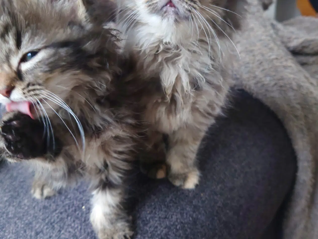 Billede 17 - Maine coon killing Far med tavle