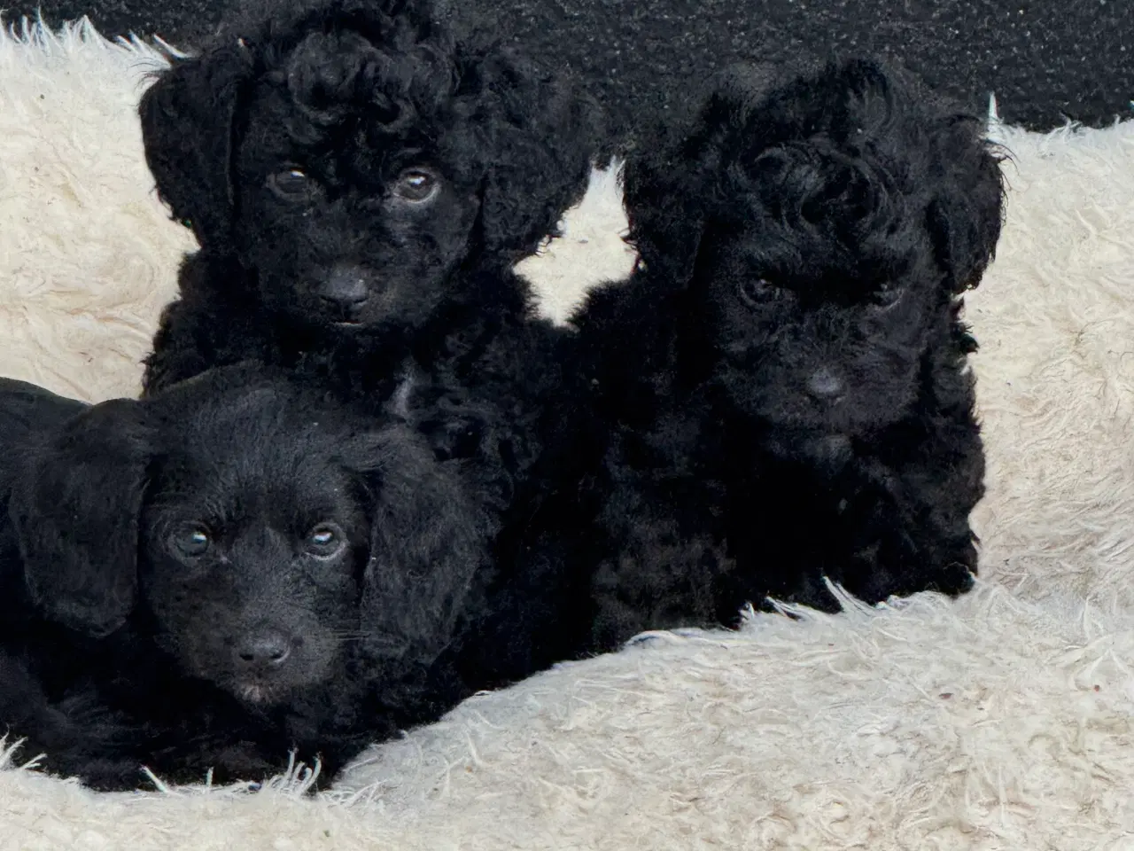 Billede 11 - ✨🐾 Engelske Cockapoo hvalpe søger nye hjem 