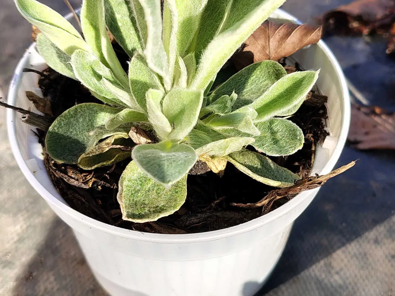 Billede 3 - Haveklinte 