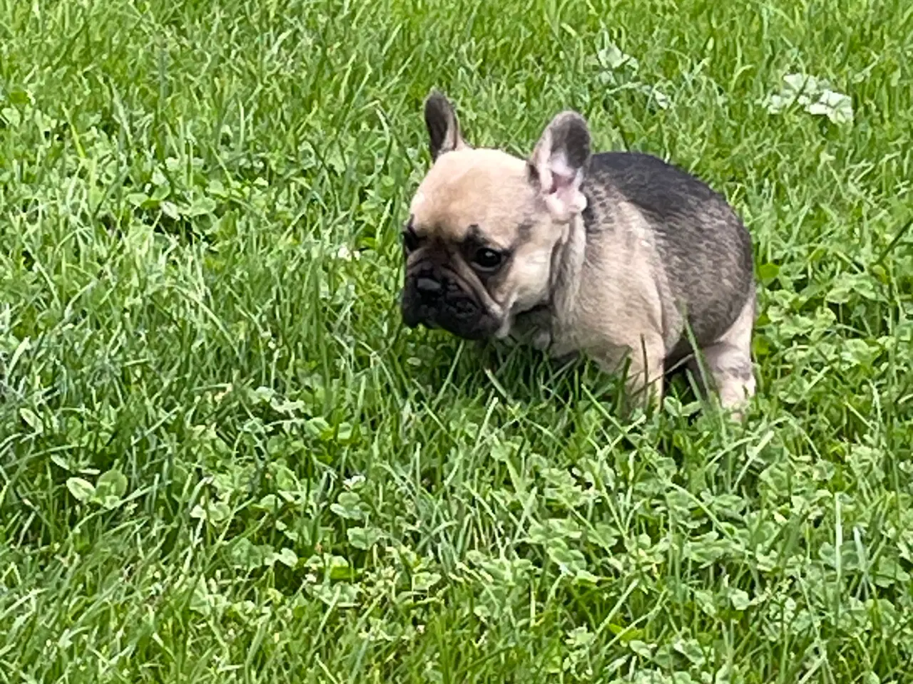 Billede 7 - Franske bulldog hvalpe