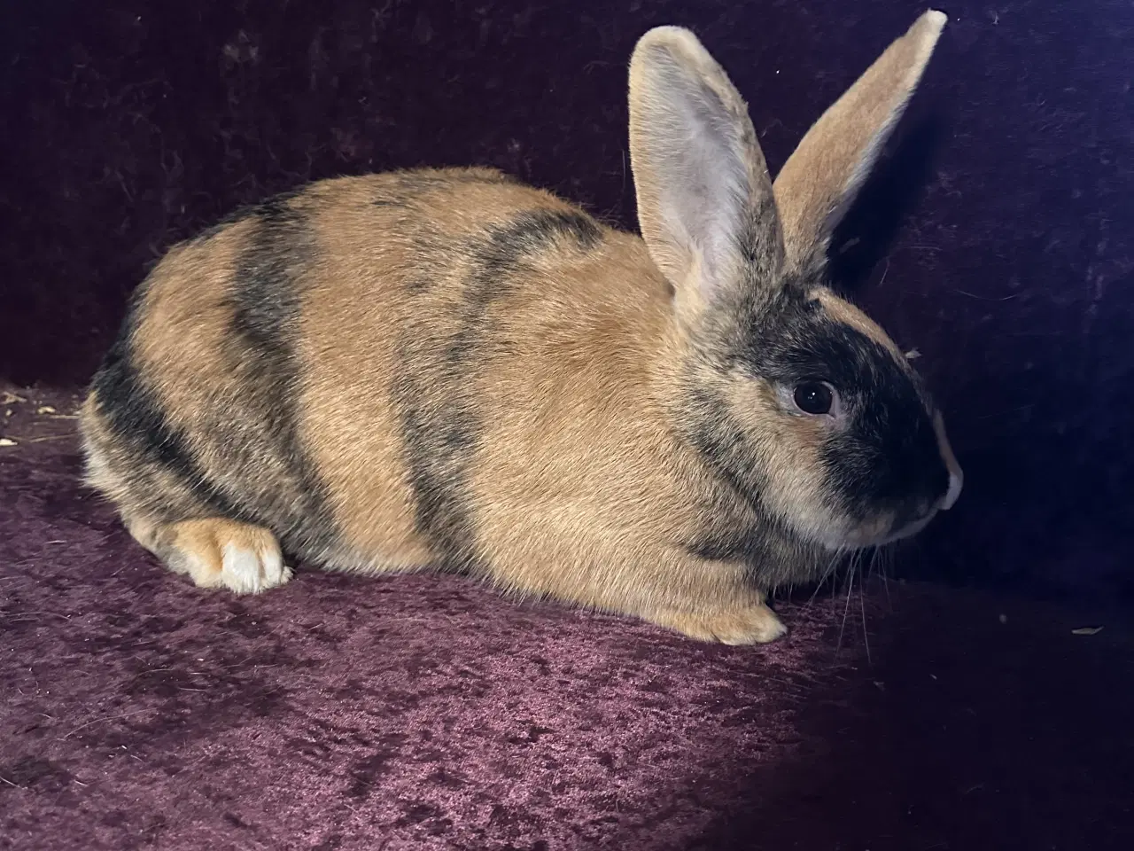 Billede 5 - Kaniner