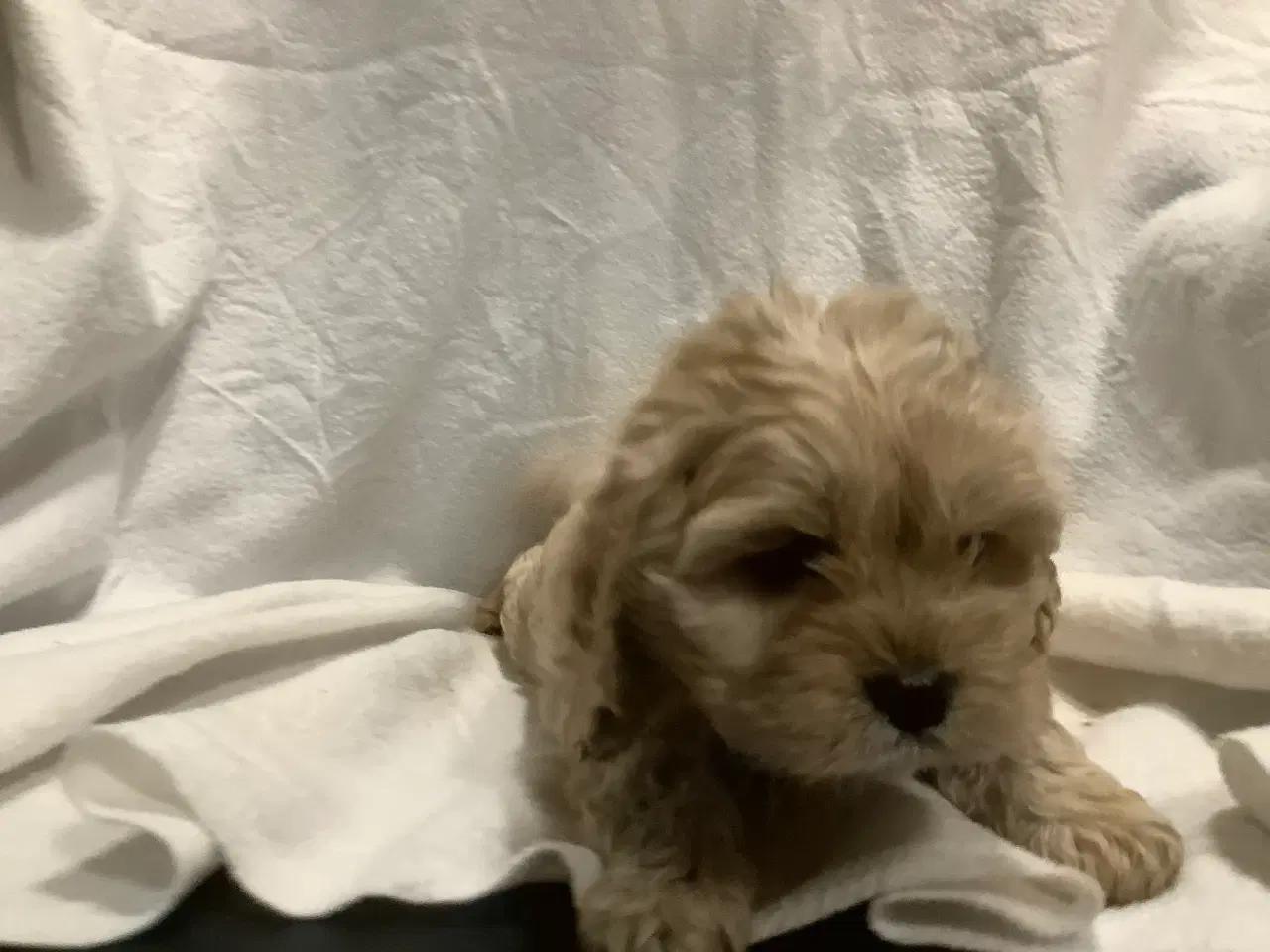 Billede 1 - Cockapoo.