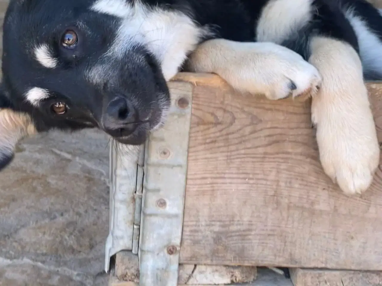 Billede 8 - Smukkeste Apollo søger sit 4ever hjem