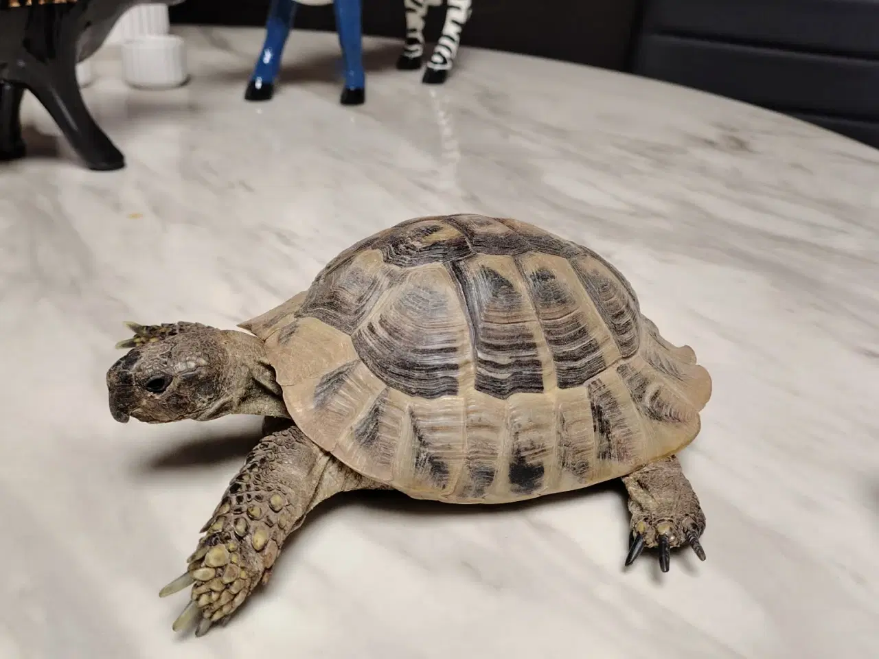 Billede 2 - Græsk landskildpadde han på 5 år