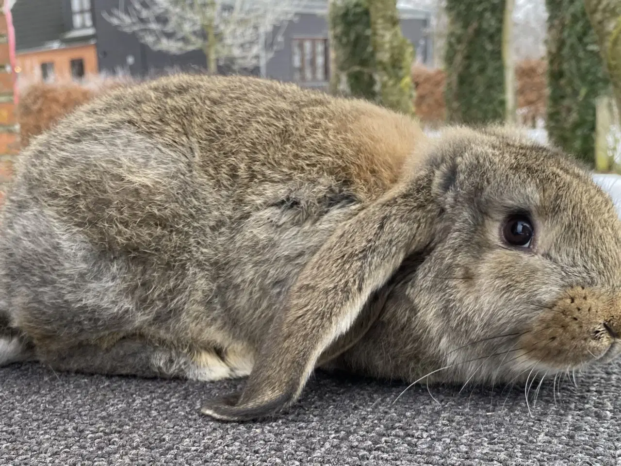 Billede 10 - FRANSK VÆDDER HUN VILDTGRÅ
