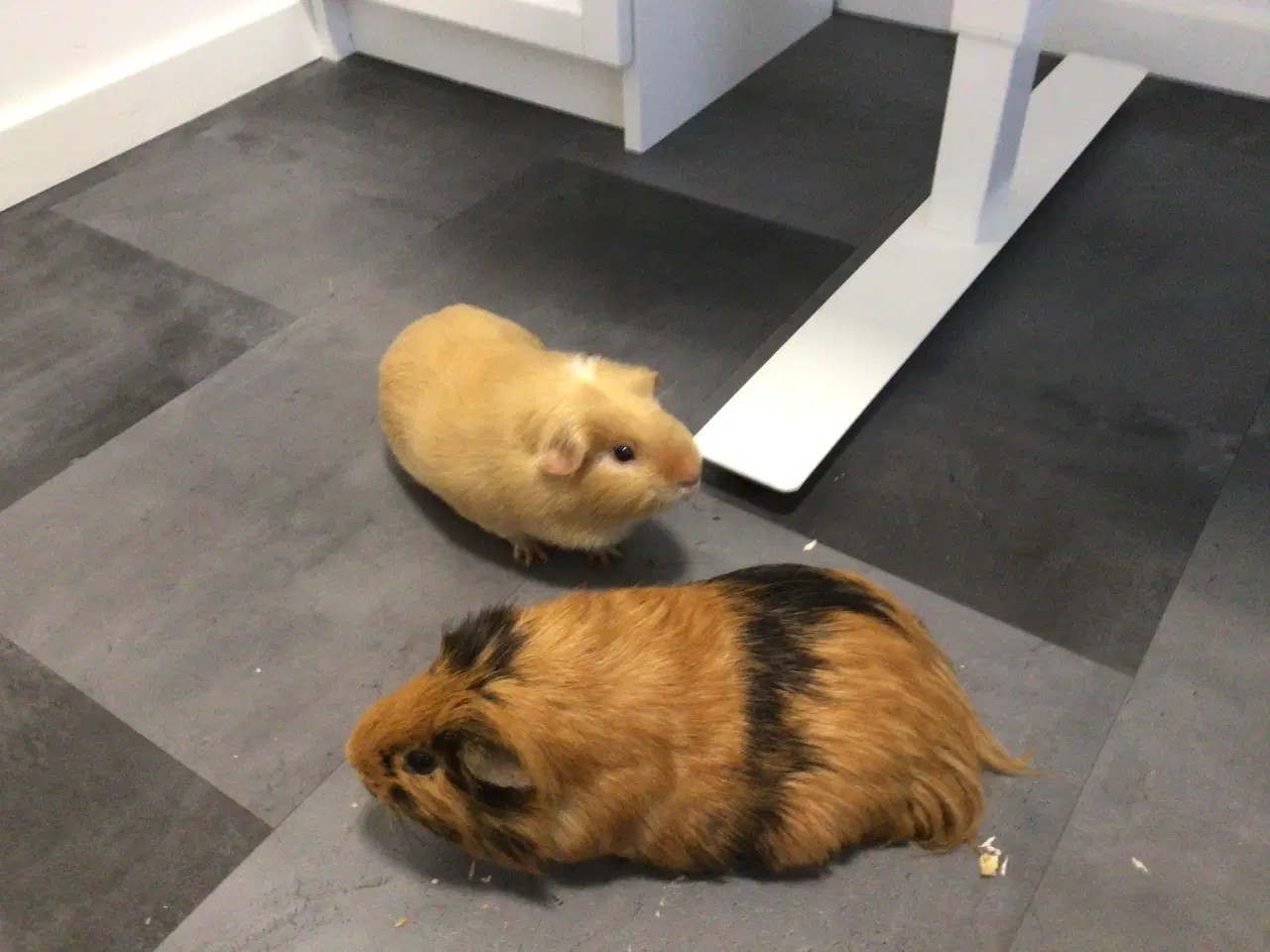 Billede 2 - 🐹 To søde marsvin søger nyt hjem – Alvin & Flamme