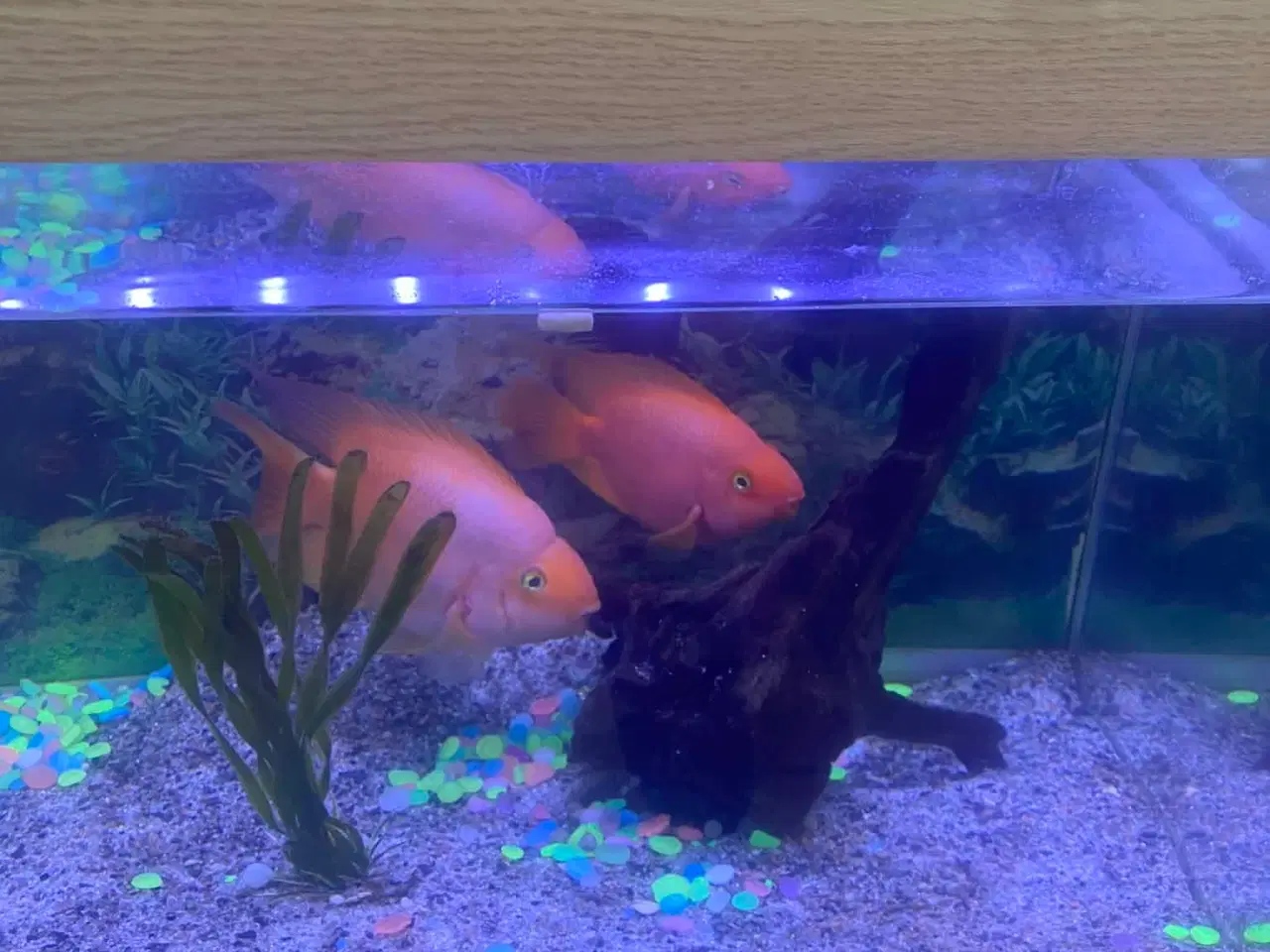 Billede 2 - papegøjefisk