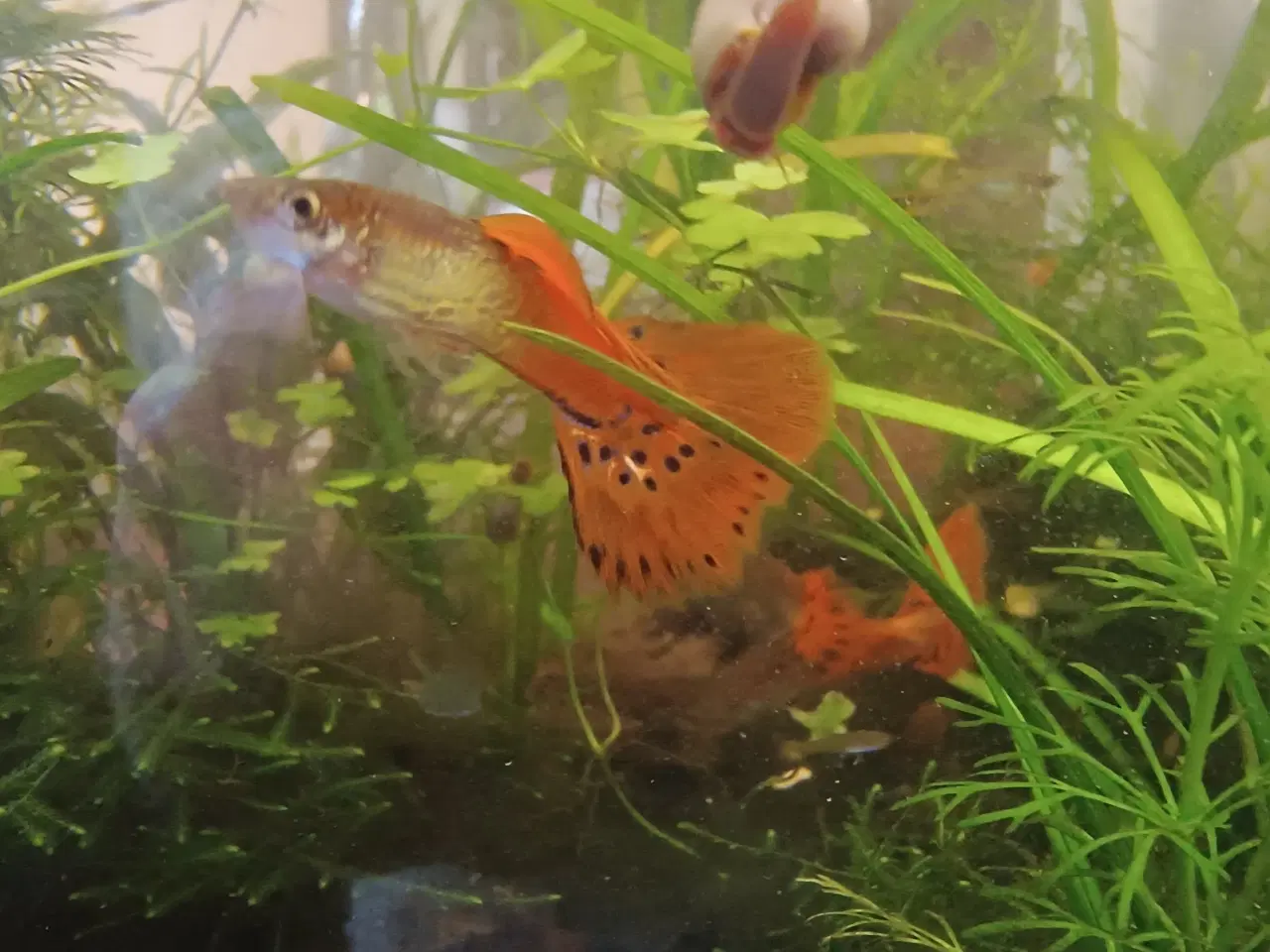 Billede 4 - Guppy-yngel Metal Snakeskin Red Lace