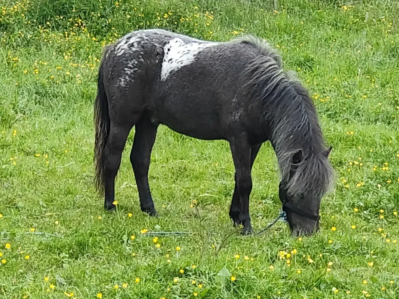 Billede 3 - Shetlænder knabstrupper hingst