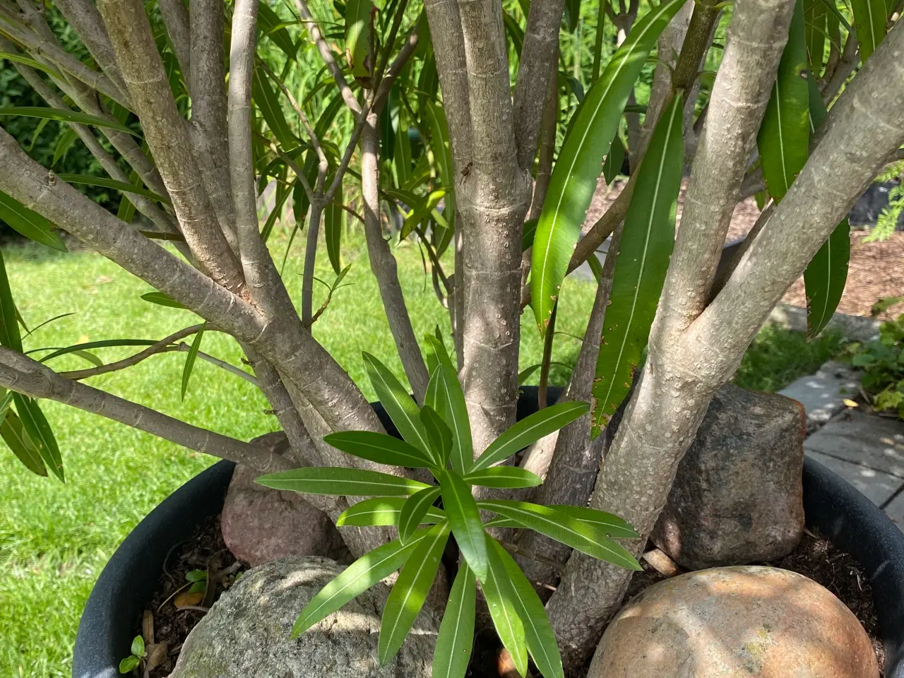Billede 8 - Neria - Nerium - 195 cm høj