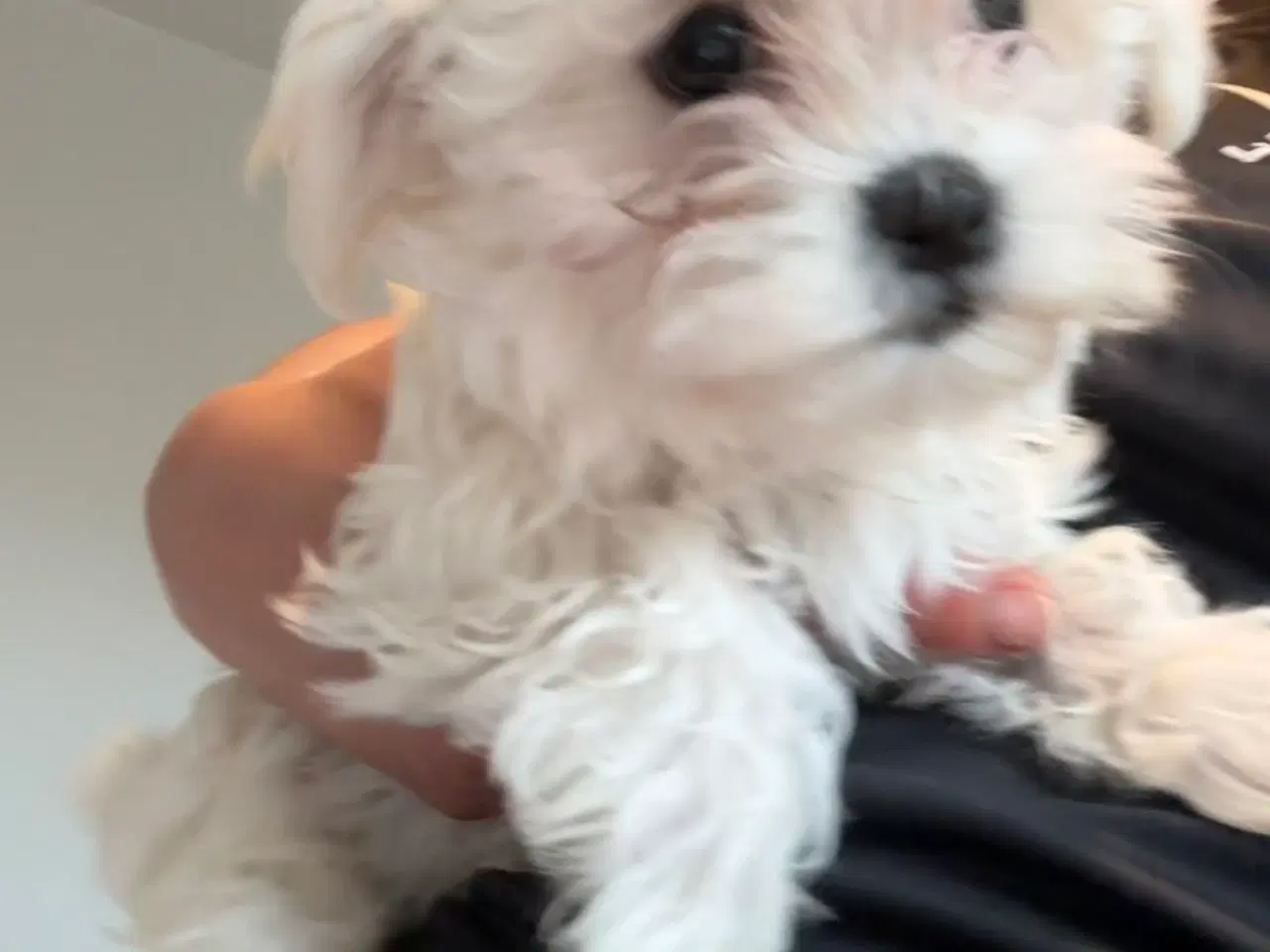 Billede 4 - Maltese hvalpe klar til afhentning 