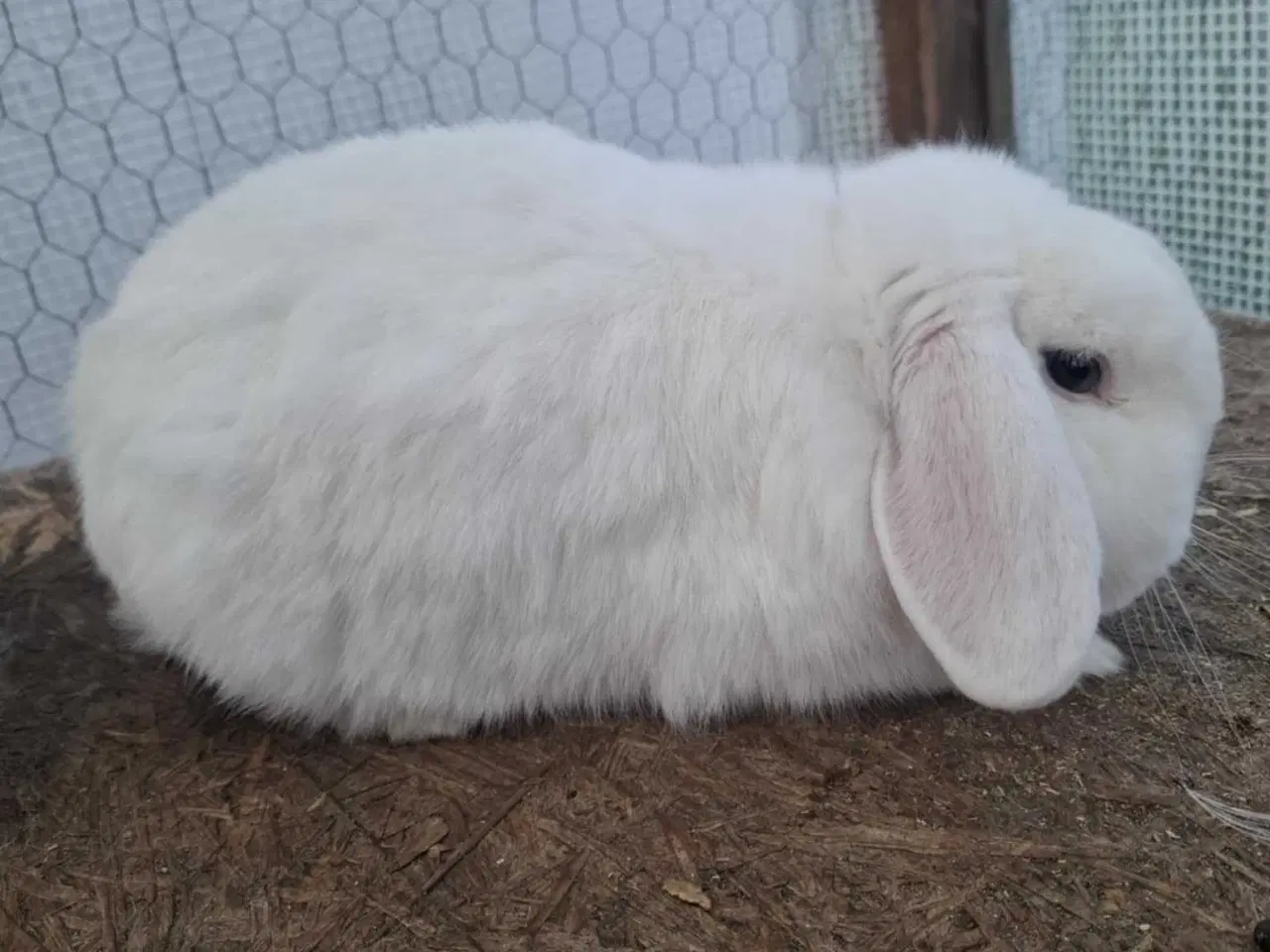 Billede 1 - Sød Minilop han