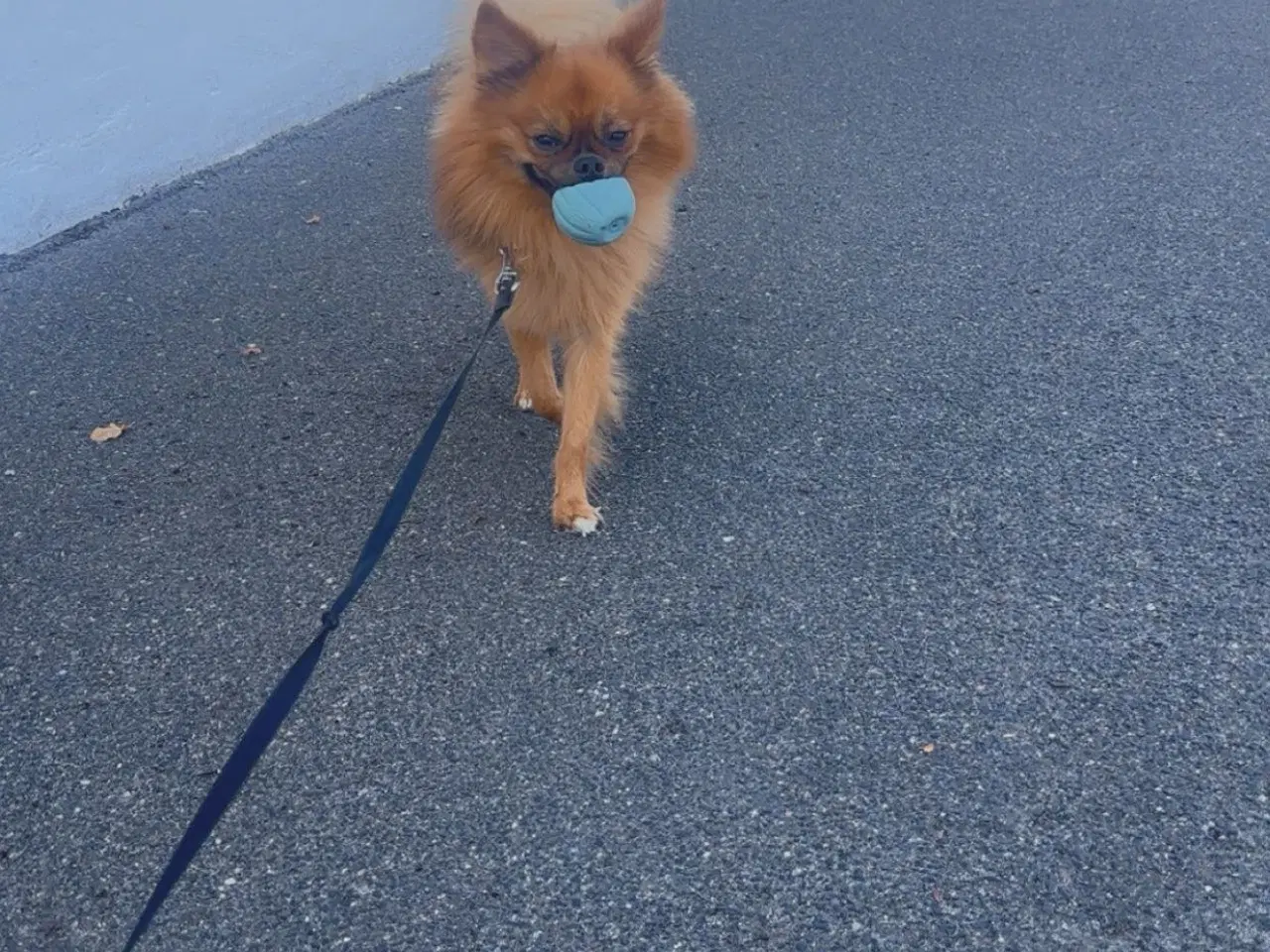 Billede 2 - Eddie søger sit sidste og kærlige hjem 🐶🥰