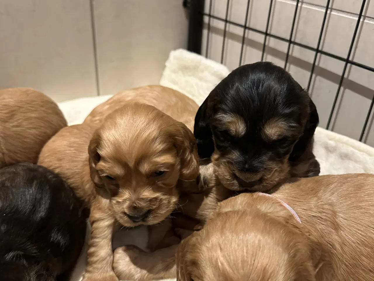 Billede 3 - Cocker spaniel 