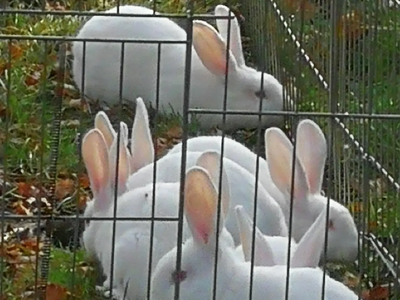 Billede 4 - Hvid Land kanin unger.