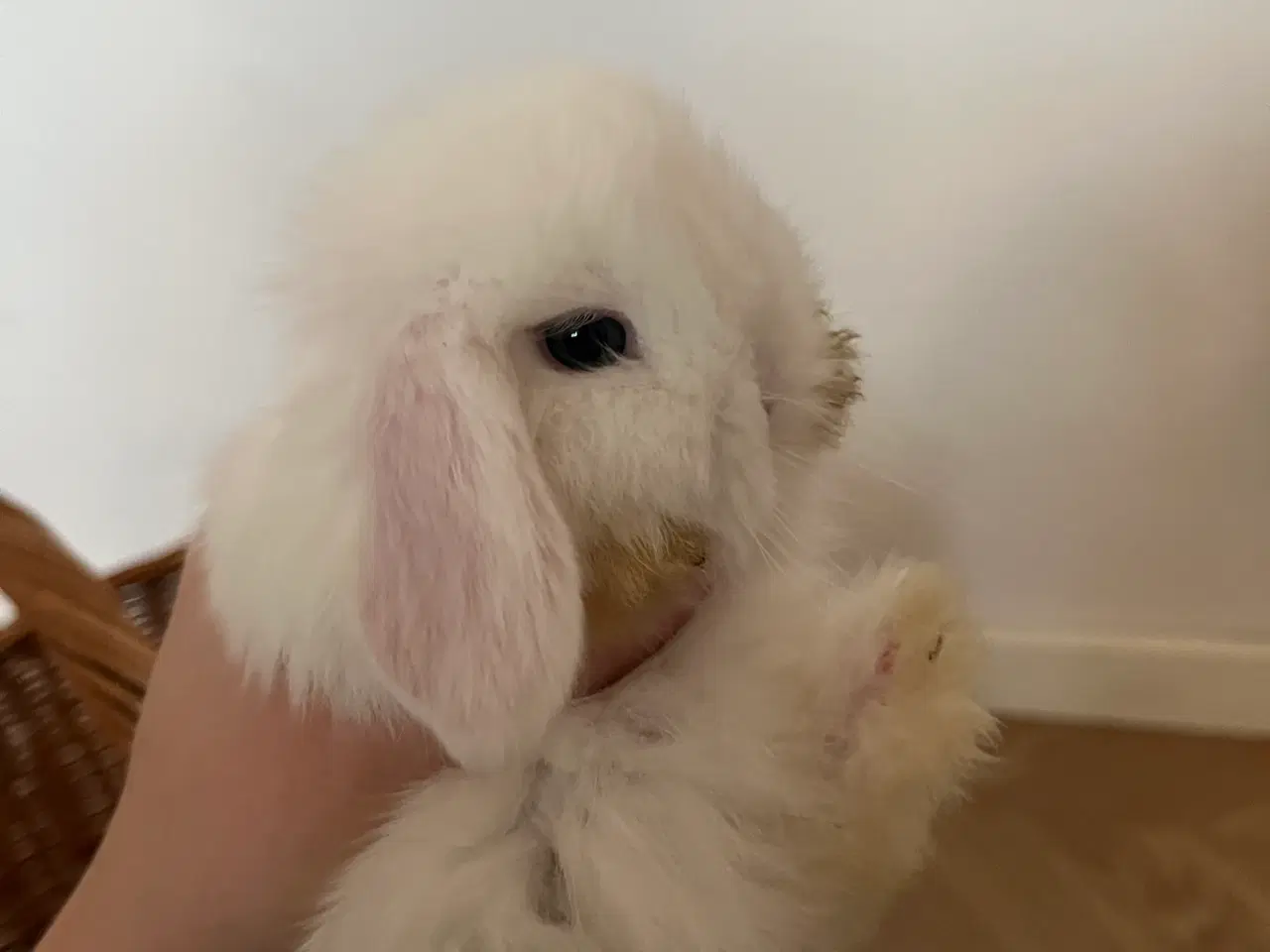 Billede 7 - 5 minilop unger klar 01/11-25