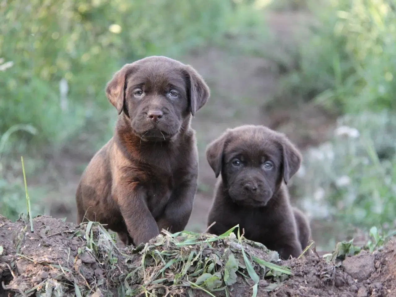 Billede 4 - Labrador Hvalpe