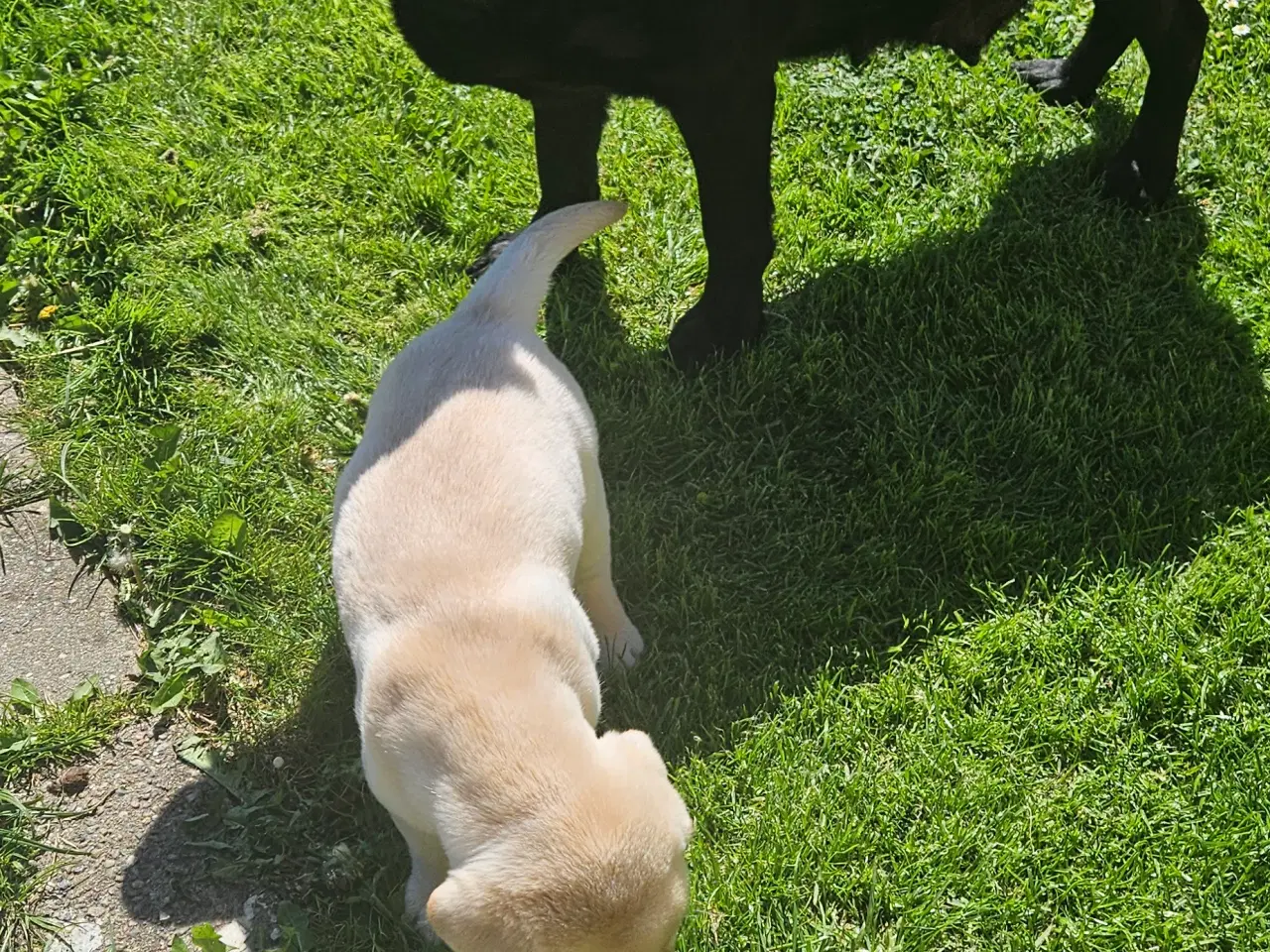 Billede 8 - Labrador/ Retriever han