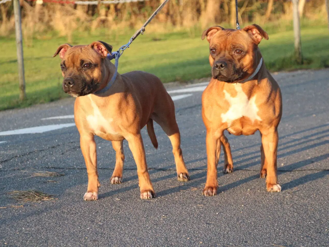 Billede 3 - Staffordshire bull terrier piger