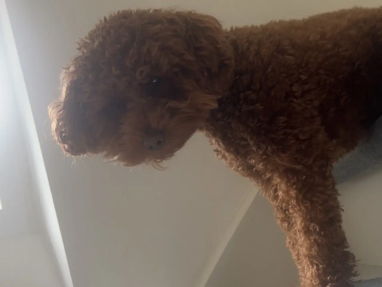 Billede 2 - Kælen dværgpuddel søger nyt hjem 