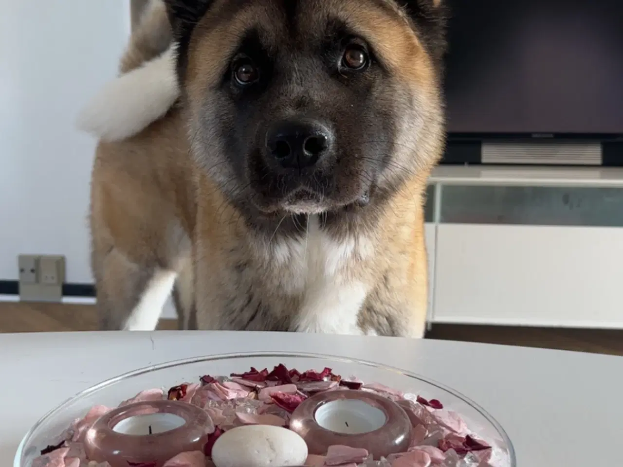 Billede 3 - Amerikansk Akita