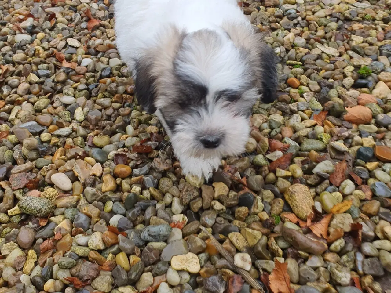 Billede 8 - Coton de tulear