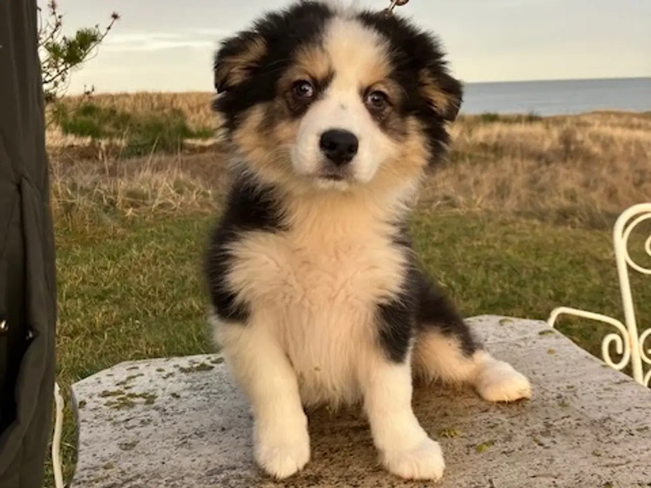 Billede 4 - Vera - Pragtfuld Australian Shepherd Hvalp