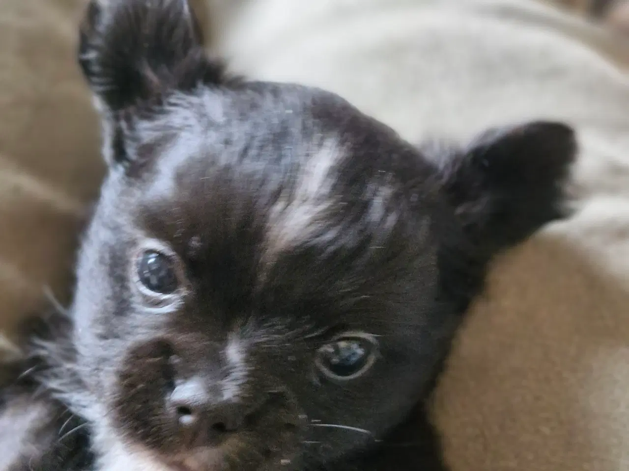 Billede 9 - Ægte chihuahua hvalpe 