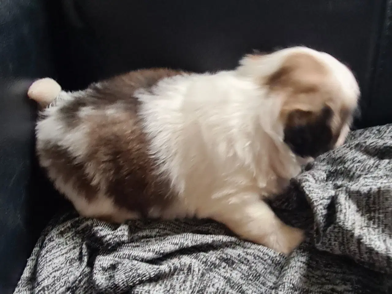 Billede 5 - Pekingeser piger