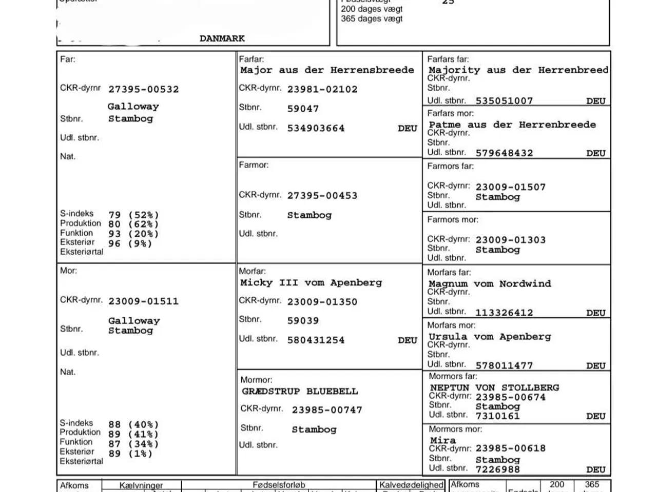 Billede 4 - Galloway avls tyr 