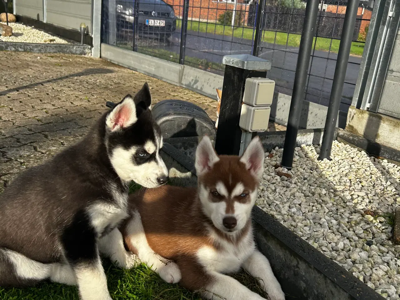 Billede 4 - 4 søde husky piger
