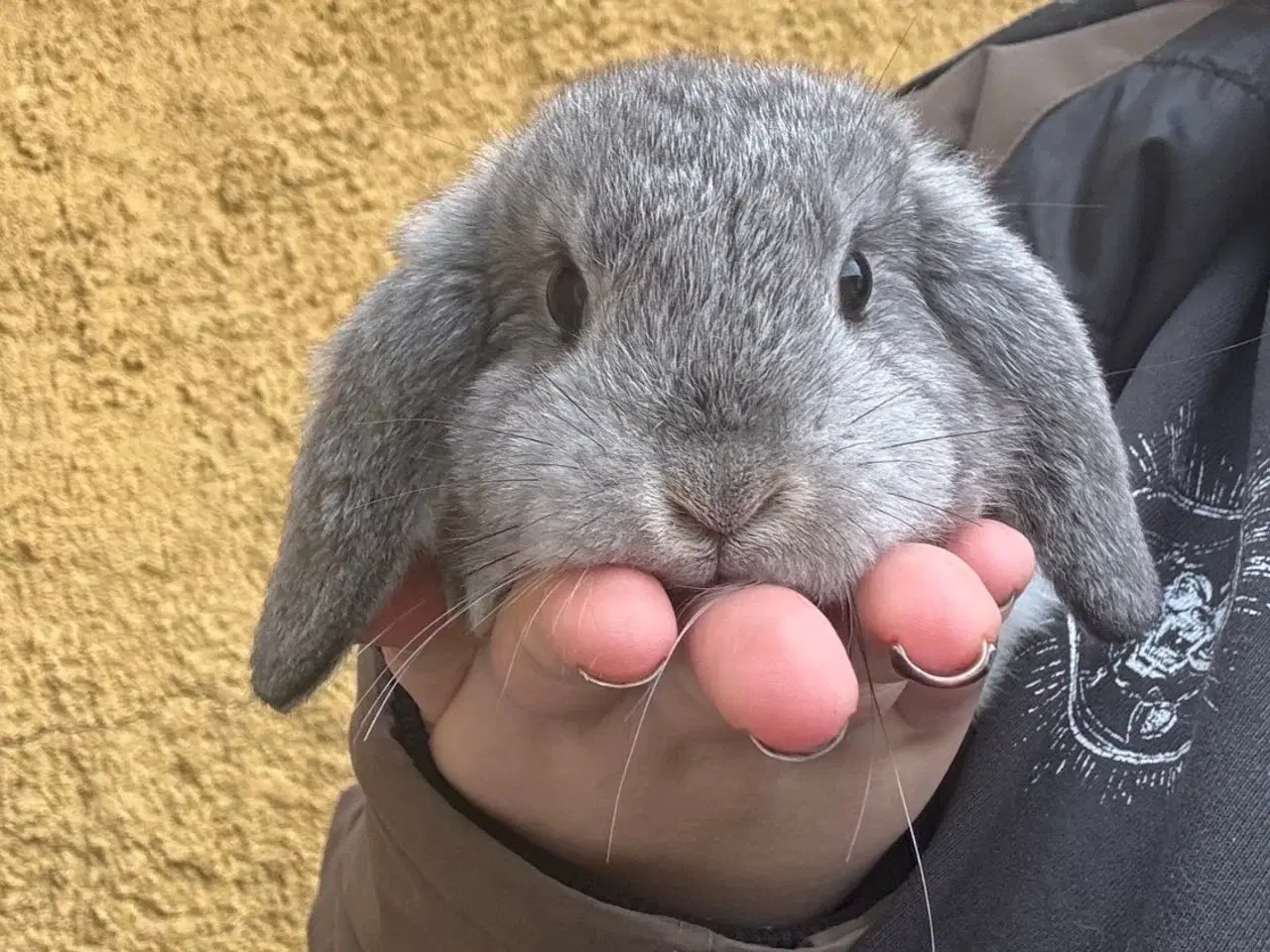 Billede 7 - Han Dværgvædder unge sælges 