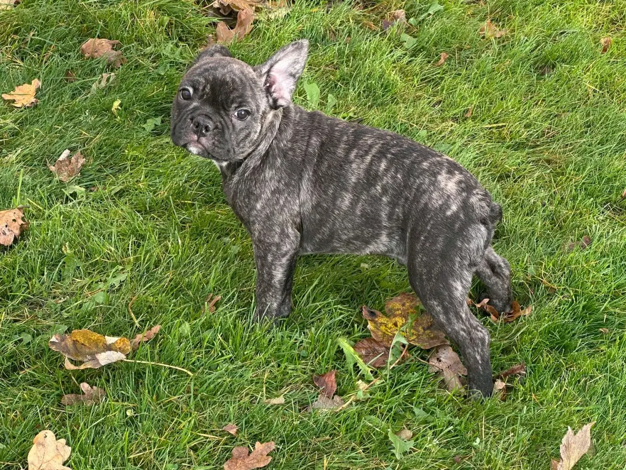 Billede 11 - Fransk bulldog / Brindle November!