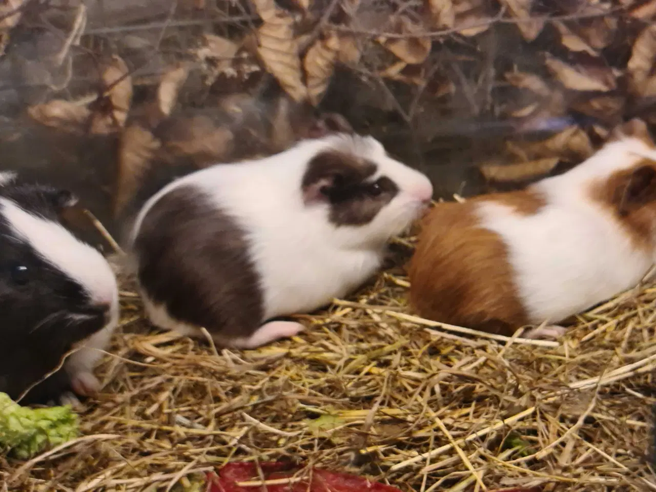 Billede 3 - Marsvine unger 
