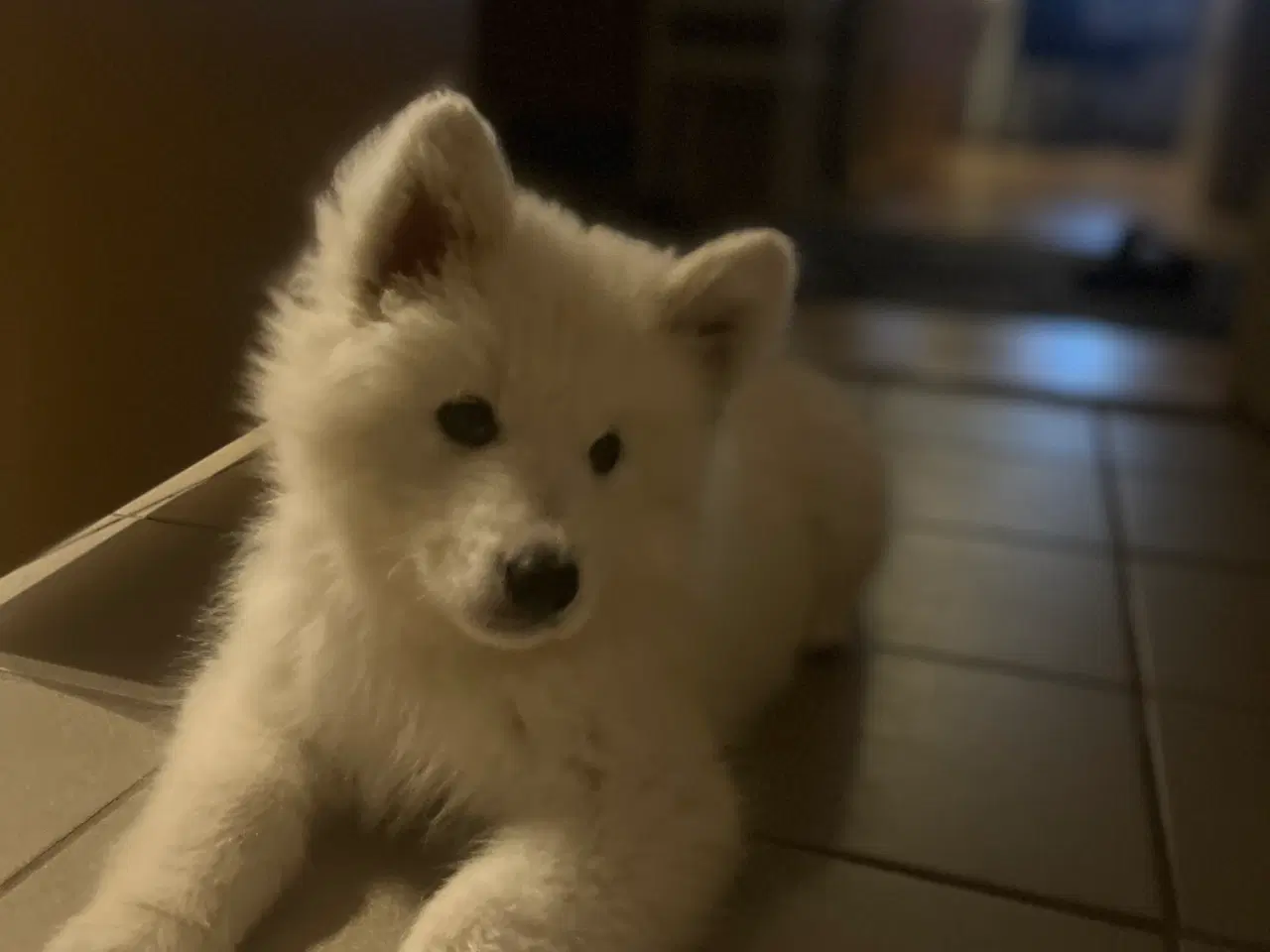 Billede 9 - 🐾 Smuk og kærlig samojedehvalp søger nyt hjem 🐾