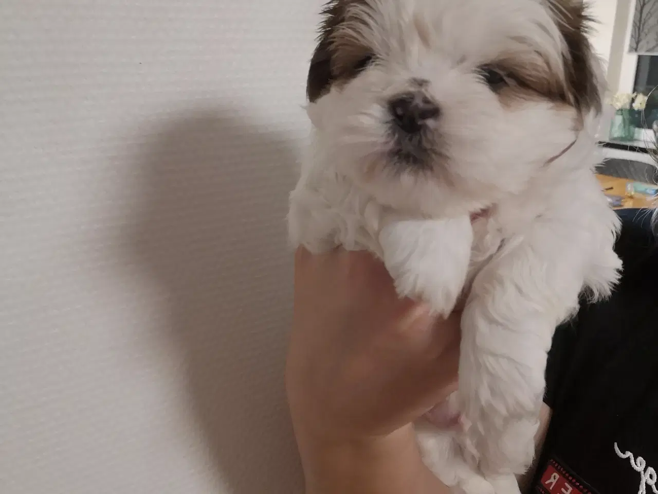 Billede 3 - Shih Tzu hvalpe 