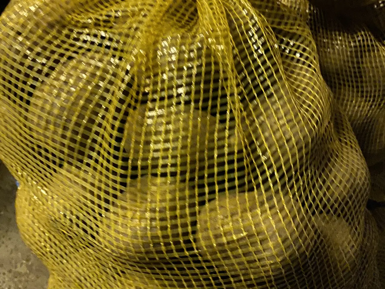 Billede 1 - Sava og Solist kartofler