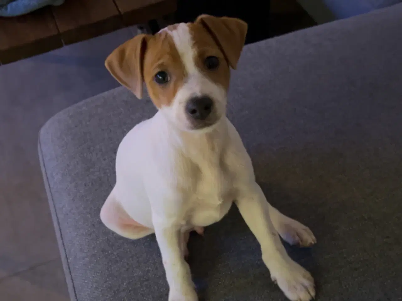 Billede 3 - Hvalp Dansk/svensk gårdhund