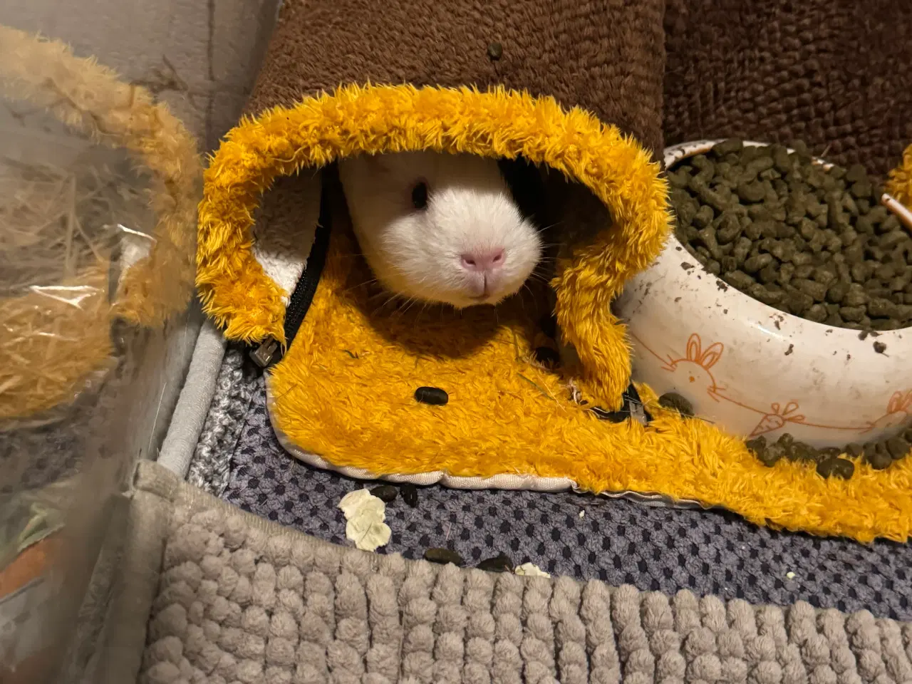 Billede 4 - Lux marsvinebure xl