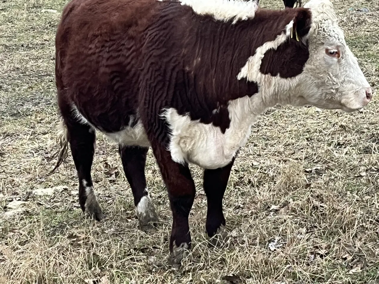 Billede 3 - Hereford køer, kvier og kalve