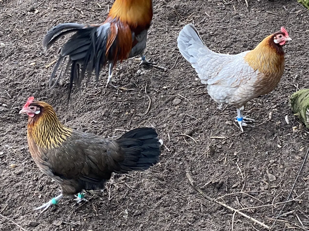 Billede 3 - Dansk land høns 