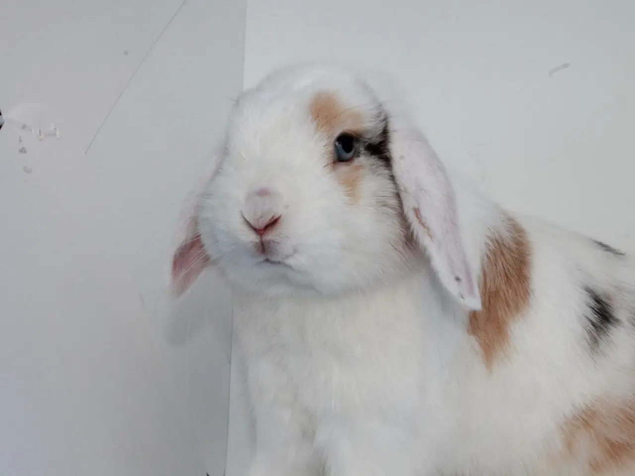 Billede 1 - Dværgvædder/Mini lop hankanin