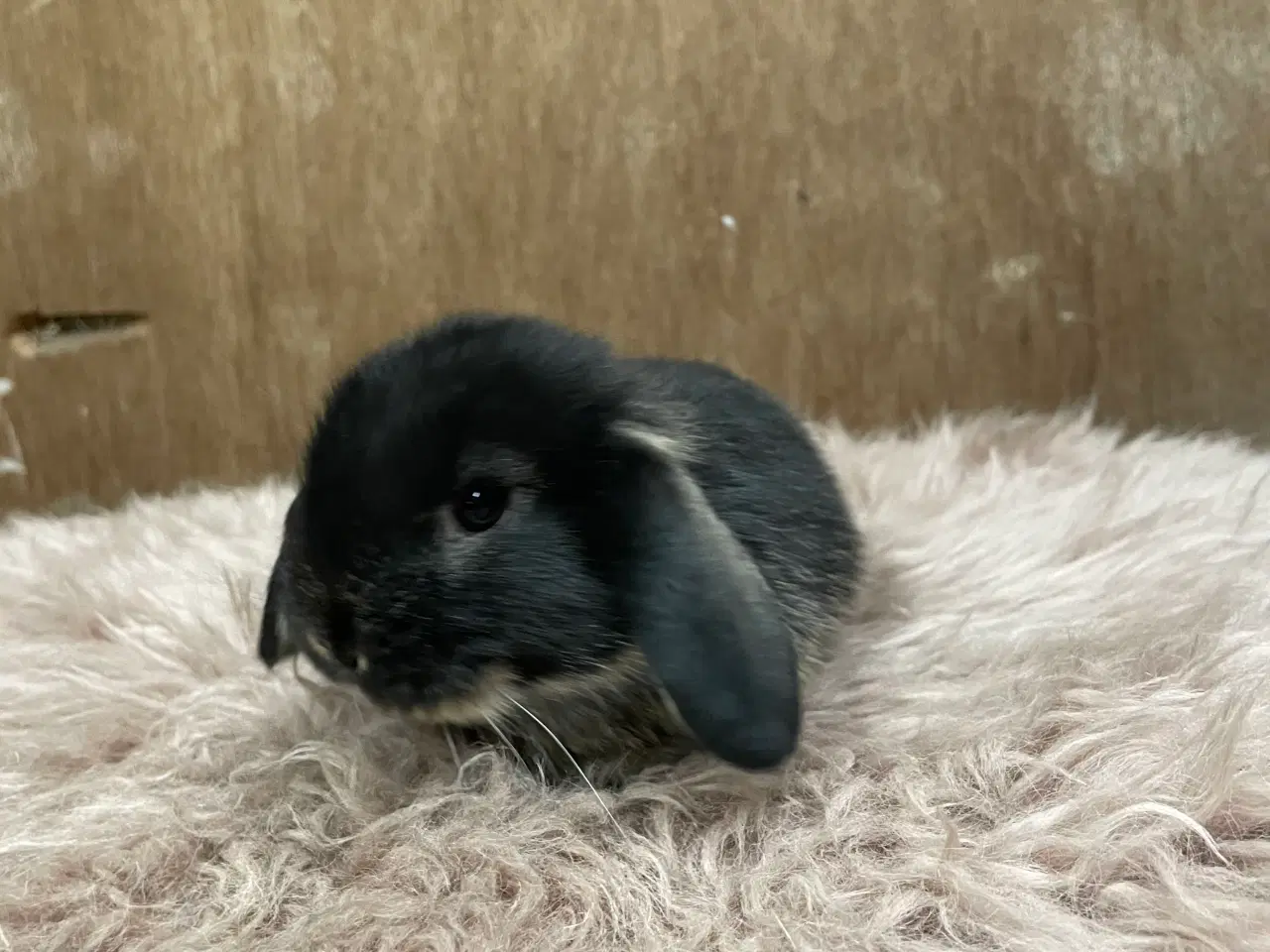 Billede 11 - Minilop unge klar 20/2 (dreng)