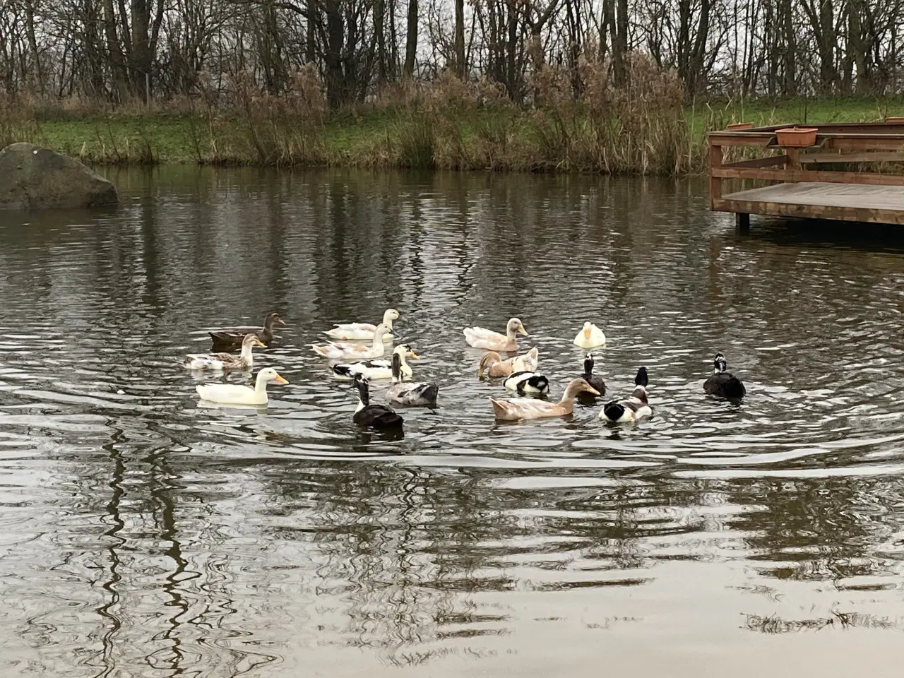 Billede 1 - Søde løbeænder søger nye hjem 🦆💚