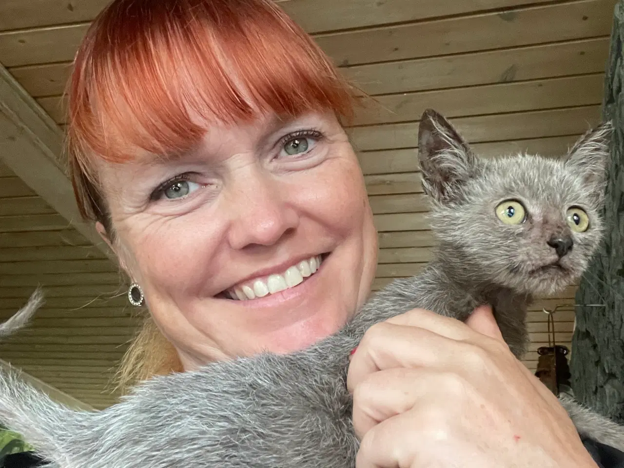 Billede 4 - Lykoi varulvekat