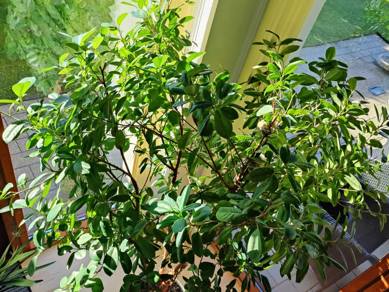 Billede 2 - Ficus gulv plante i selvvander potte