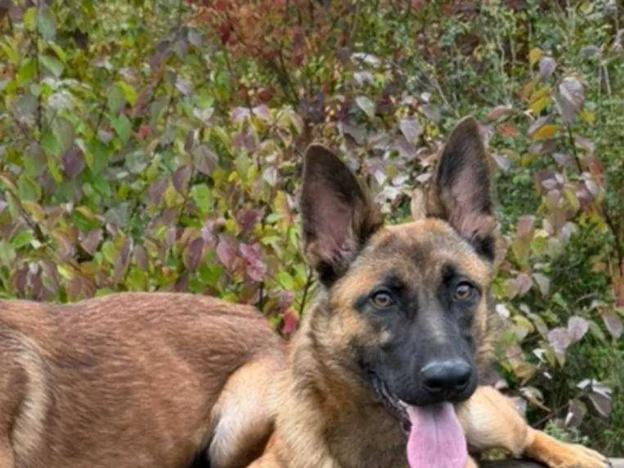 Billede 4 - Tæve Belgisk Malinois / Schæferhund