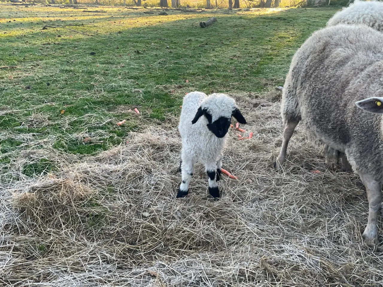 Billede 2 - Gimmerlam Valais Black Nose