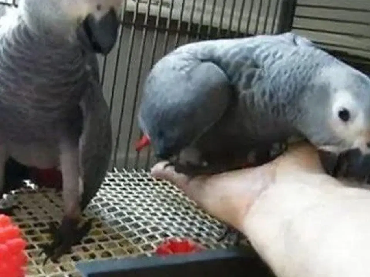 Billede 1 - African grey parrots